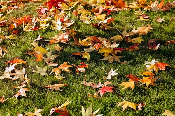 The color spectrum of autumn leaves in nature