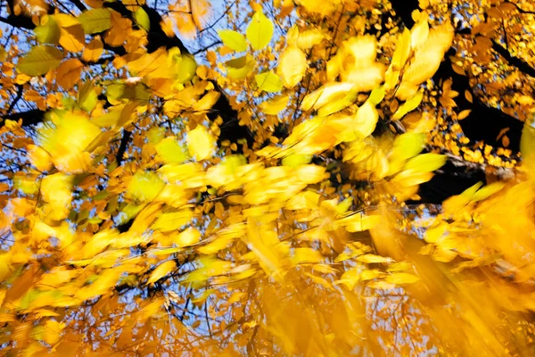 Abstract Autumn Backgrounds Blurred Background — Stock Photo, Image