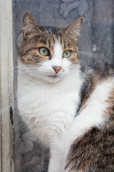 Cat Watches Window — 스톡 사진