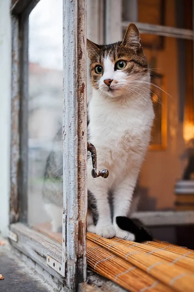 Cat Watches Window — 스톡 사진