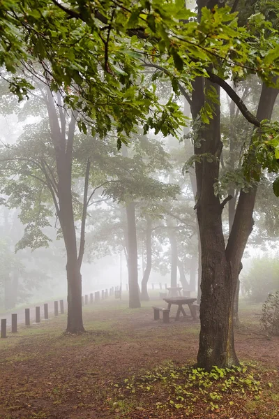 Δάσος Φθινόπωρο Στην Ομίχλη — Φωτογραφία Αρχείου