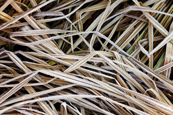 Piante Paludose Nota Profondità Campo Poco Profonda — Foto Stock