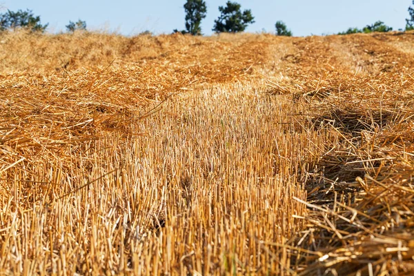 Prato Con Erba Falciata Asciutta Nota Profondità Campo Poco Profonda — Foto Stock