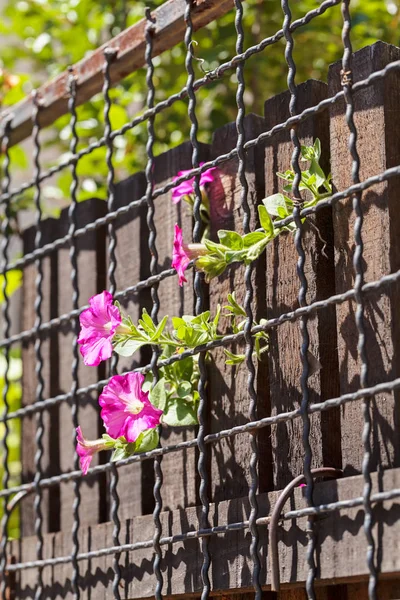 wooden and wire fence covered with flowers, note shallow depth of field