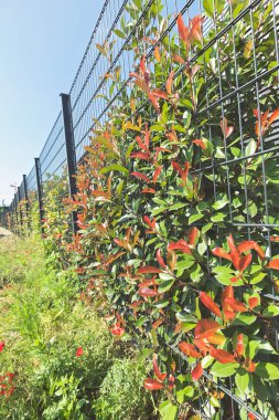 Çiçek ve çit yetiştirmek için tesisin etrafındaki metal çitler, sığ tarlanın derinliğine dikkat edin.