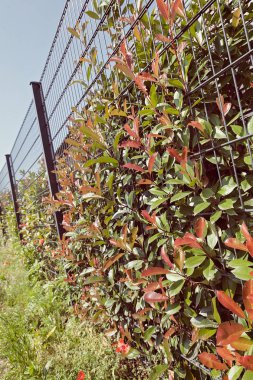 Çiçek ve çit yetiştirmek için tesisin etrafındaki metal çitler, sığ tarlanın derinliğine dikkat edin.