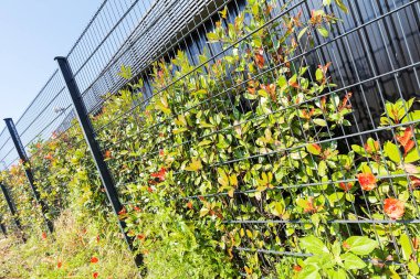 Çiçek ve çit yetiştirmek için tesisin etrafındaki metal çitler, sığ tarlanın derinliğine dikkat edin.