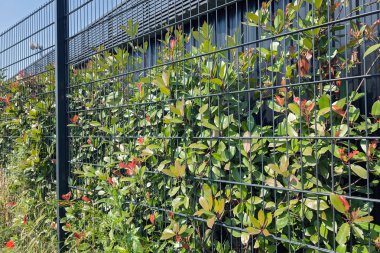 Çiçek ve çit yetiştirmek için tesisin etrafındaki metal çitler, sığ tarlanın derinliğine dikkat edin.
