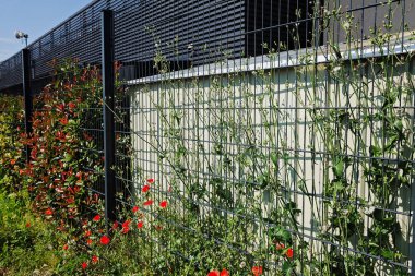 Çiçek ve çit yetiştirmek için tesisin etrafındaki metal çitler, sığ tarlanın derinliğine dikkat edin.