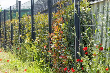 Çiçek ve çit yetiştirmek için tesisin etrafındaki metal çitler, sığ tarlanın derinliğine dikkat edin.