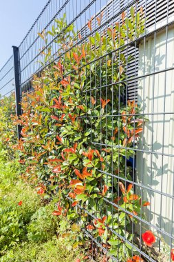 Çiçek ve çit yetiştirmek için tesisin etrafındaki metal çitler, sığ tarlanın derinliğine dikkat edin.