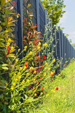 Çiçek ve çit yetiştirmek için tesisin etrafındaki metal çitler, sığ tarlanın derinliğine dikkat edin.
