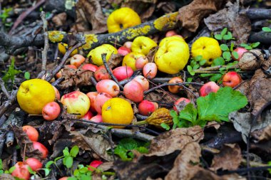 Bir kütüğün üzerinde sonbahar meyveleri ile deoction