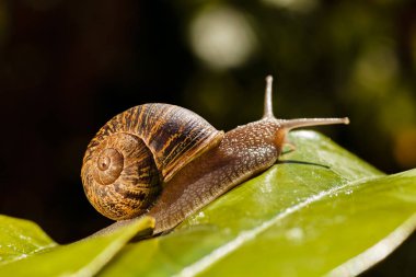 Orman salyangoz doğal ortamda Not sığ derinlik-in tarla