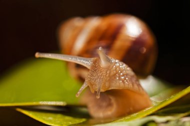 Orman salyangoz doğal ortamda Not sığ derinlik-in tarla