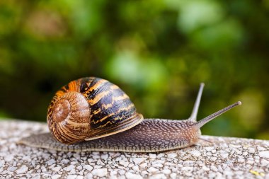 Orman salyangoz doğal ortamda Not sığ derinlik-in tarla