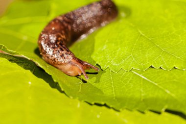 Doğal ortamda bir araya toplanmış sümüklü böcek, yüzeysel alan derinliğine dikkat edin.