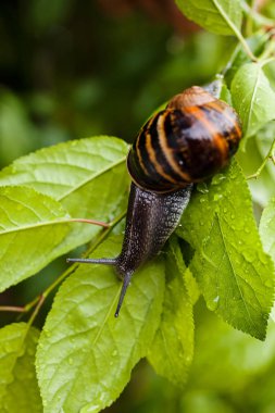 Orman salyangoz doğal ortamda Not sığ derinlik-in tarla