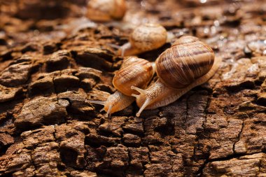 Orman salyangoz doğal ortamda Not sığ derinlik-in tarla