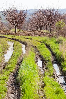 Çimlerin üzerinde tekerlek izleri