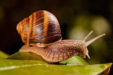 Orman salyangoz doğal ortamda Not sığ derinlik-in tarla
