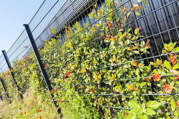 Çiçek ve çit yetiştirmek için tesisin etrafındaki metal çitler, sığ tarlanın derinliğine dikkat edin.