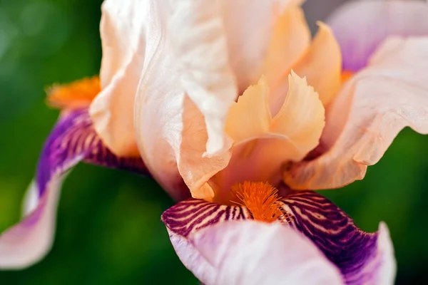 Hermosa Flor Iris Luz Del Sol — Foto de Stock