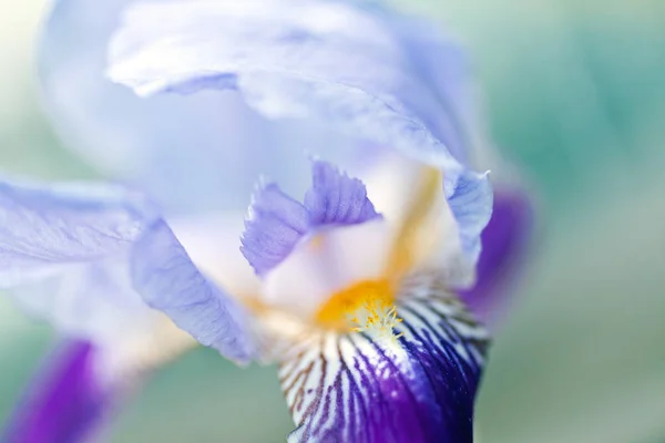 Красива Квітка Райдуги Сонячному Світлі — стокове фото