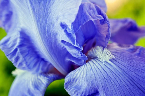 Beautiful Iris Flower Sunlight — Stock Photo, Image