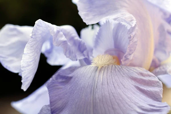 Güneşin Altında Güzel Bir Iris Çiçeği — Stok fotoğraf