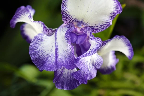 Bellissimo Fiore Iris Alla Luce Del Sole — Foto Stock