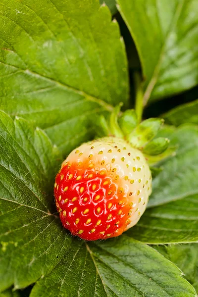 Vruchten Bladeren Van Aardbeien Natuur — Stockfoto