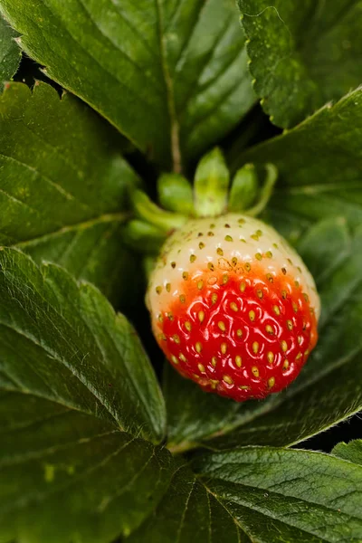 Vruchten Bladeren Van Aardbeien Natuur — Stockfoto