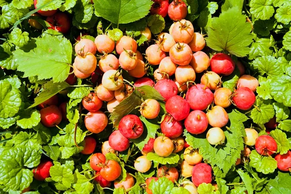 Frutas Decorativas Otoño Hierba — Foto de Stock