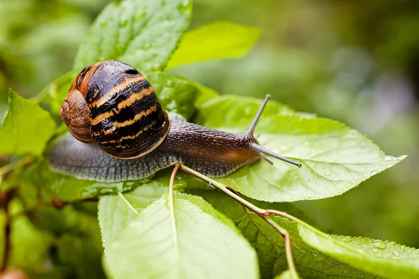 Forest Snail Natural Environment Note Shallow Depth Field — Stock Photo, Image