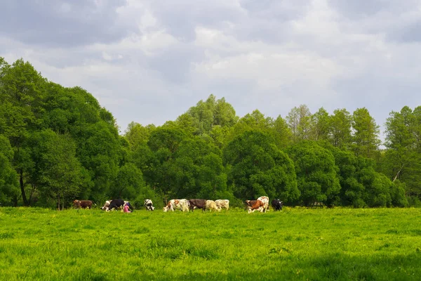 曇りの夏の日に無料で放牧酪農牛の群れと牧歌的な風景 雨の前に暗い空 牧草地の隣の森牛を搾乳する農業労働者の背中 夏の放牧の家畜 — ストック写真
