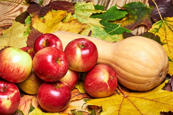 Спелые сочные красные яблоки и оранжевая тыква на фоне опавших осенних листьев. Урожай в октябре и ноябре . — стоковое фото