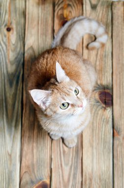 Güzel kırmızı kedi eski bir ahşap zemin üzerinde oturur. Zencefil kedi portresi. Tüylü şirin kedi arıyorum. Kedi doğurmak yukarıdan fotoğrafı olmadan. Parlak yeşil gözleri ve zeki ifade ile sihirli kedi.