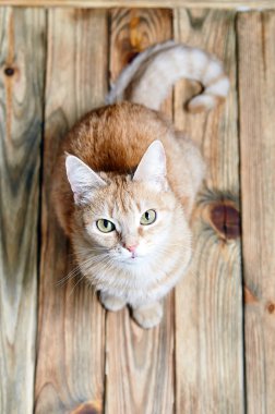 Güzel kırmızı kedi eski bir ahşap zemin üzerinde oturur. Zencefil kedi portresi. Tüylü şirin kedi arıyorum. Kedi doğurmak yukarıdan fotoğrafı olmadan. Parlak yeşil gözleri ve zeki ifade ile sihirli kedi.