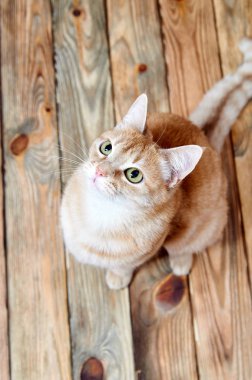 vbeautiful kırmızı kedi eski bir ahşap zemin üzerinde oturur. Zencefil kedi portresi. Tüylü şirin kedi arıyorum. Kedi doğurmak yukarıdan fotoğrafı olmadan. Parlak yeşil gözleri ve zeki ifade ile sihirli kedi.