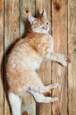 Çok komik ve zeki kedi sahibi kırpmak. Güzel kırmızı kedi dinlenme. Zencefil evde beslenen hayvan içinde eski bir ev ahşap bir zemin üzerinde yalan. Kürklü arkadaş dört ayaklı çocuk eğlendirir. Yeşil gözlü cadı kedi.