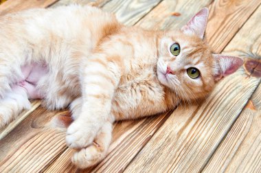 Yakın çekim yumuşak zencefil kedi portresi. Yumuşak ve kabarık kırmızı kedi. Tembel kedi çalış ve eski ahşap zemin daire bir odada yatıyor. Parlak yeşil gözleri delici bir kediyle portresi.