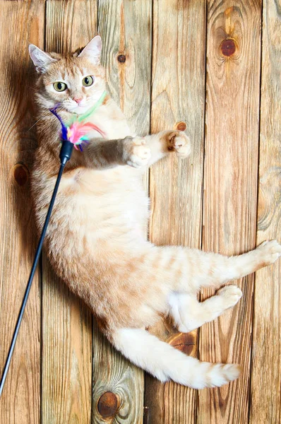 Funny red cat playing on the wooden floor. Toy for a cat with a stick and feathers. Ginger cat hunt feather toy. Domestic cat-hunter. Lazy thick fluffy cute cat. Magic cat with green eyes.