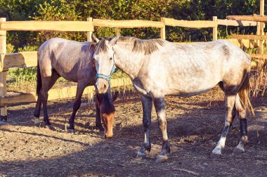 Sokağın ortasında geniş bir muhafaza içinde otlatma iki lüks bakımlı at. Otlatma, kahverengi ve beyaz bir at. Sürüş atlar atlılar bekliyor. Safkan atlar sürüsü.
