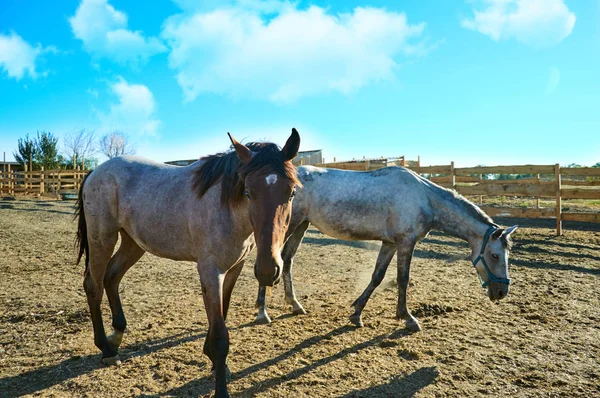 Sokağın ortasında geniş bir muhafaza içinde otlatma iki lüks bakımlı at. Otlatma, kahverengi ve beyaz bir at. Sürüş atlar atlılar bekliyor. Safkan atlar sürüsü.