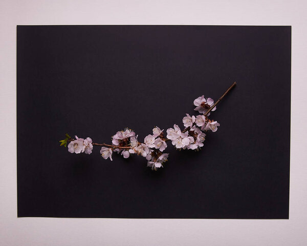 Ветка вишни цветет, сакура на черном фоне с белой рамкой. Изысканный японский минимализм. Красота весенней природы
.