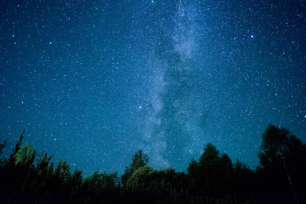 A view of the stars of the Milky Way with a pine trees in the foreground. Perseid Meteor Shower in 2016.