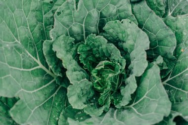 Açık havada bahçede olgunlaştı lahana yakın çekim