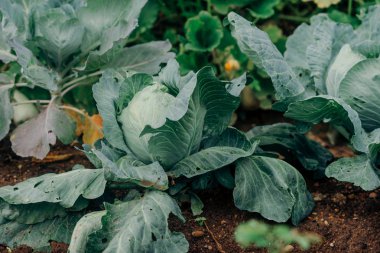 Açık havada bahçede olgunlaştı lahana yakın çekim