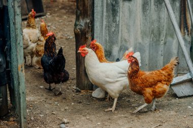 Tavukları arka bahçede yürümek.